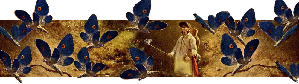 viele blaue Schmetterlinge und ein Fänger mit Netz am Stiel